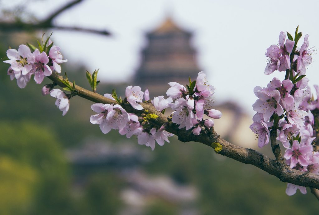 Historia de la Sra. Ishikawa Hideko, sobreviviente de cáncer de pulmón, Japón
