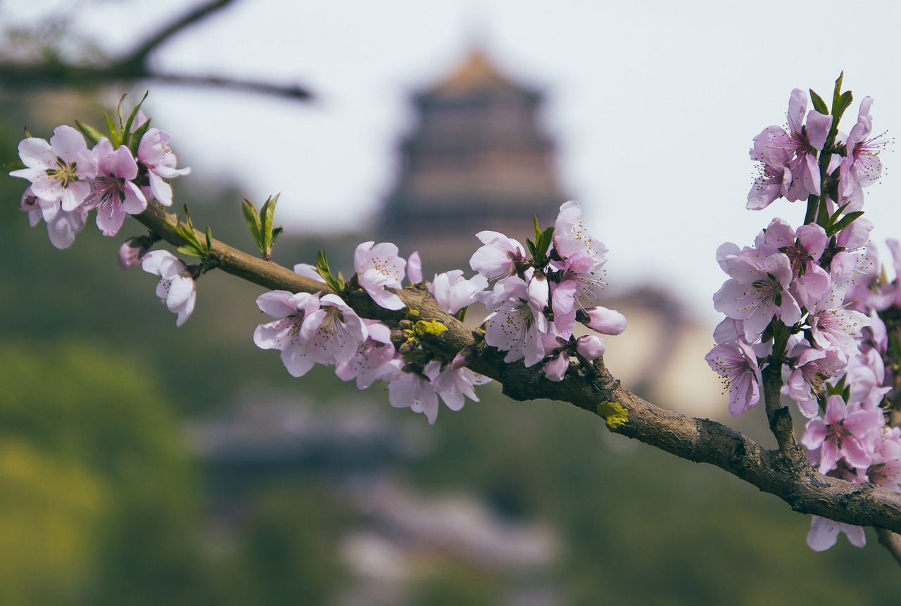 Lung cancer survivor story: Mrs. Ishikawa Hideko of Japan faced inoperable lung cancer and turned to Tian Xian Liquid.