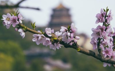 Uterine Cancer Survivor Story: I Overcame Cancer with Tian Xian